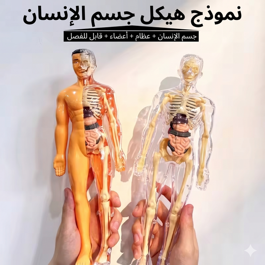 مجسم تشريح جسم الإنسان ثلاثي الأبعاد – هيكل عظمي وأعضاء قابلة للفصل
